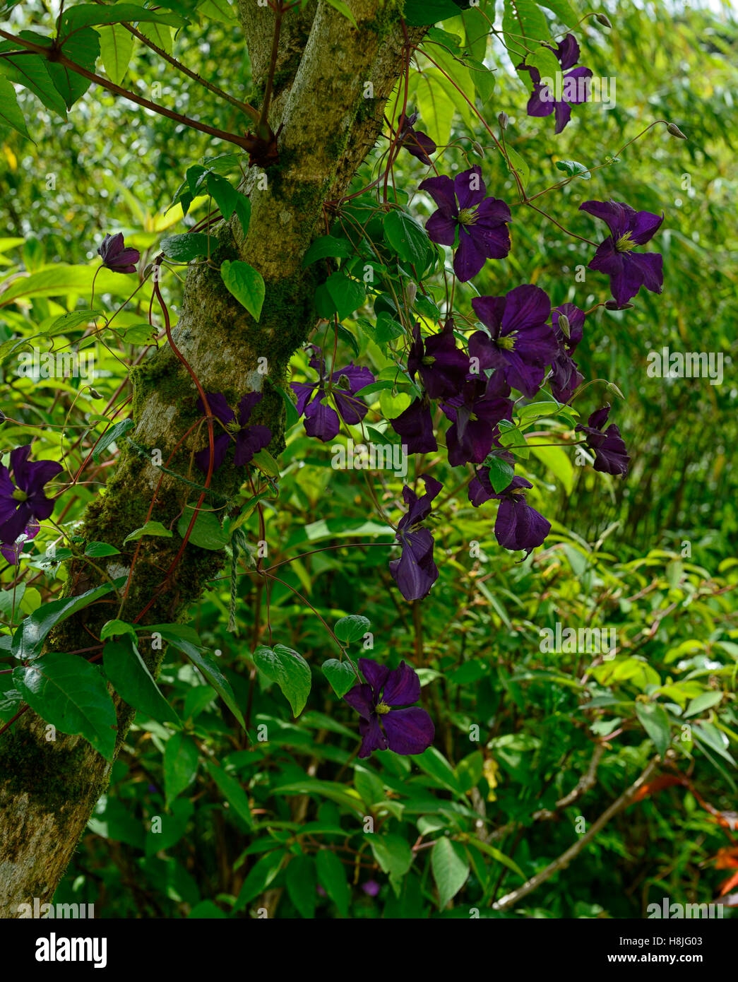 La clematide etoile violette fiori viola salire scalatore scrambling ramble scramble coperchio fioritura ad albero superriduttore floreale RM Foto Stock