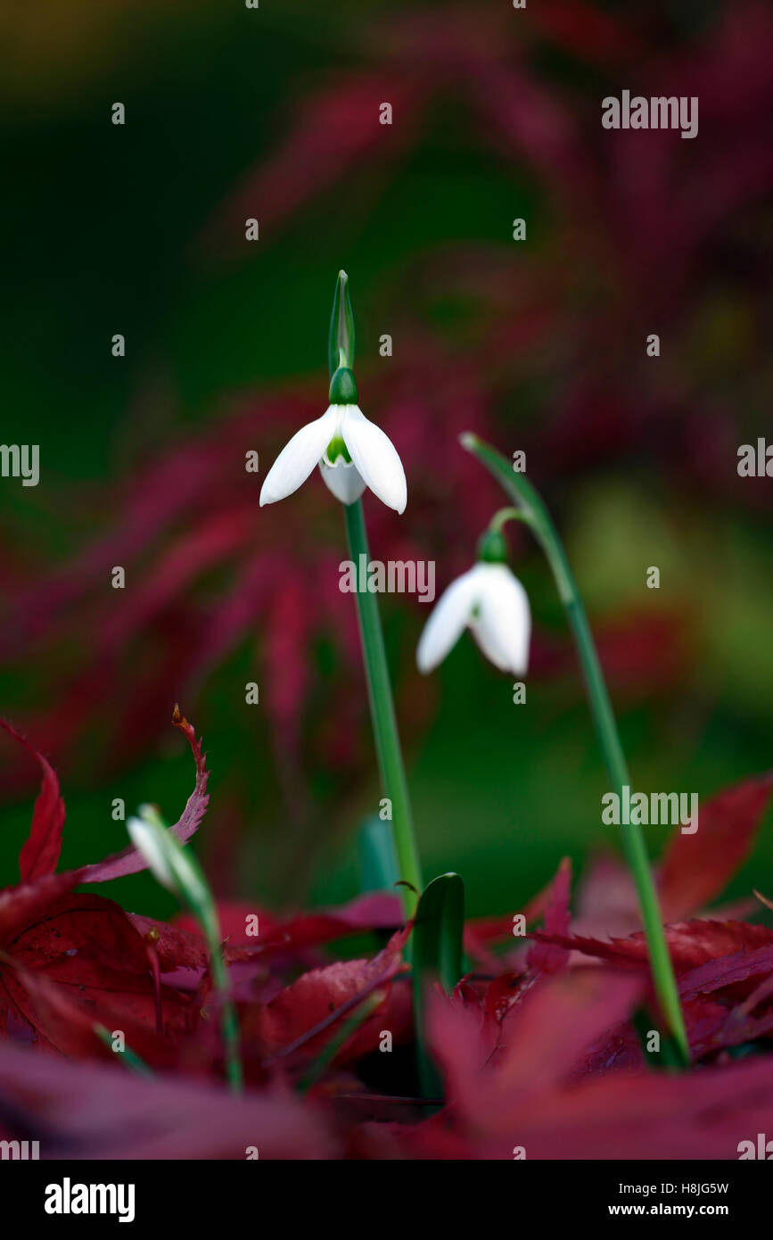 Galanthus reginae olgae cambridge autunno snowdrop bucaneve bianco fiori rosso acer palmatum display foglie autunnali floreale RM Foto Stock