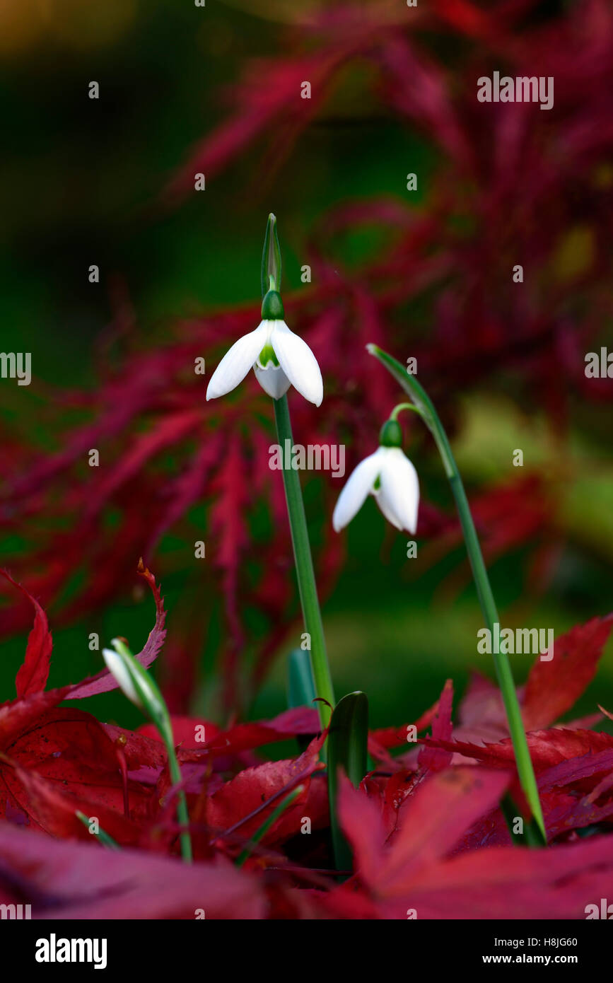 Galanthus reginae olgae cambridge autunno snowdrop bucaneve bianco fiori rosso acer palmatum display foglie autunnali floreale RM Foto Stock