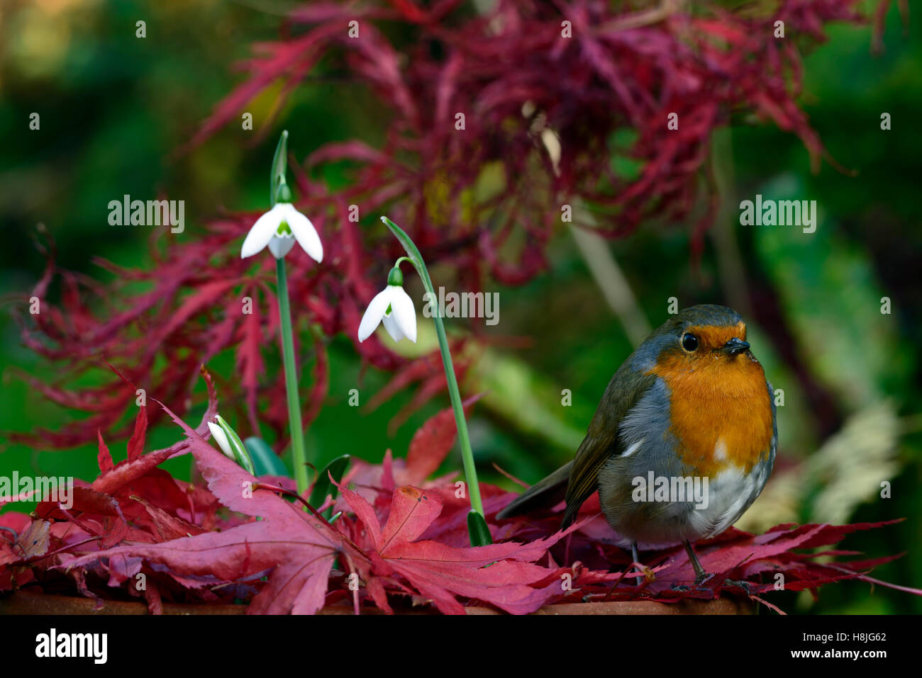 Galanthus reginae olgae cambridge Robin Erithacus rubecula snowdrop bianchi bucaneve autunno fiori rosso acer palmatum floreale RM Foto Stock