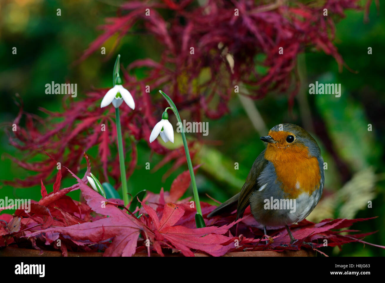 Galanthus reginae olgae cambridge Robin Erithacus rubecula snowdrop bianchi bucaneve autunno fiori rosso acer palmatum floreale RM Foto Stock