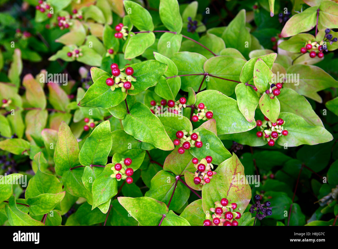 Hypericum androsaemum tutsan st Johns wort bacche rosse bacche medicinali frutta arbusto perenne della medicina tradizionale floreale RM Foto Stock