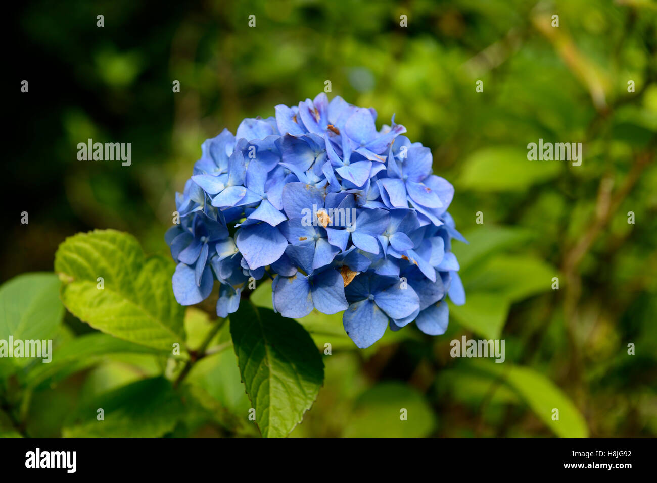 Hydrangea macrophylla lacecap fiori blu mopheaded mophead Arbusti decidui bloom fioritura viola fiore floreale RM Foto Stock