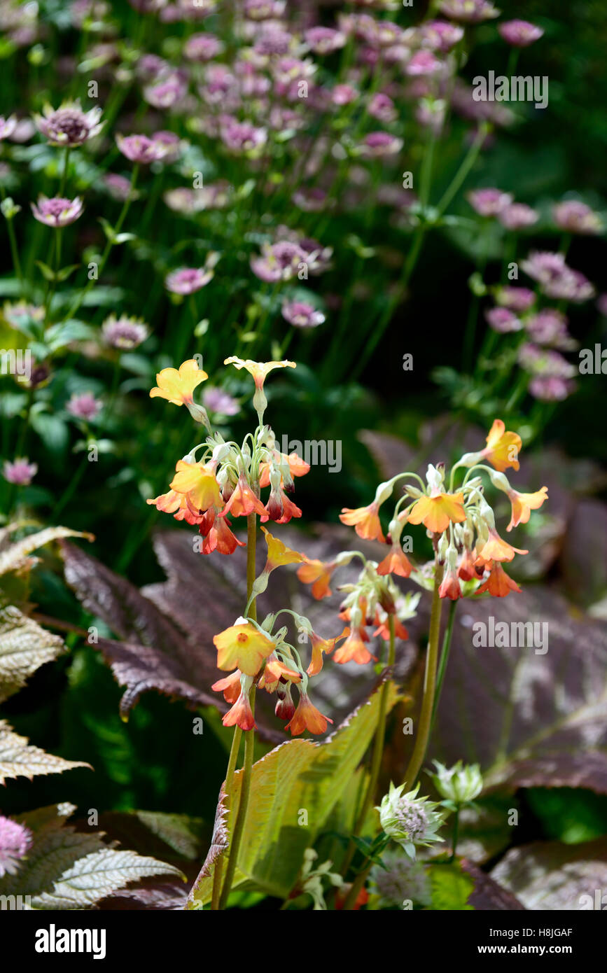 Primula florindae forma arancione viola gigante astrantia Himalayan Cowslip schema colori combinazione giardino floreale RM Foto Stock