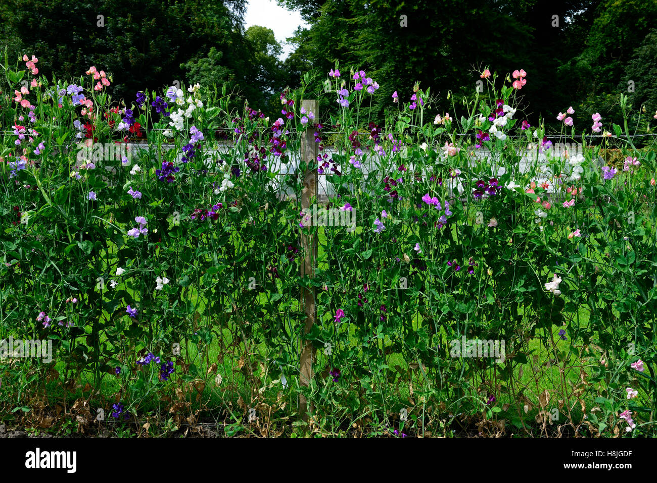 Lathyrus piselli dolci crescono piselli crescendo recinzione impianto di scherma supporta frame frame estate annuari scalatori di fiori di arrampicata Foto Stock