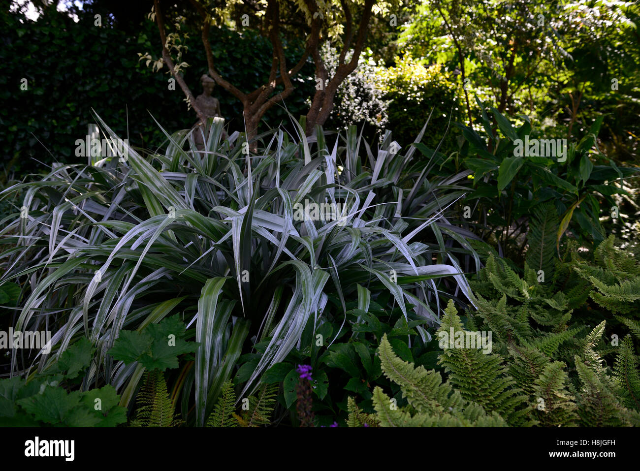 Astelia chathamica lancia argento Graminacee ornamentali foglie fogliame ritratti di piante perenni ombra ombra ombra floreale RM Foto Stock