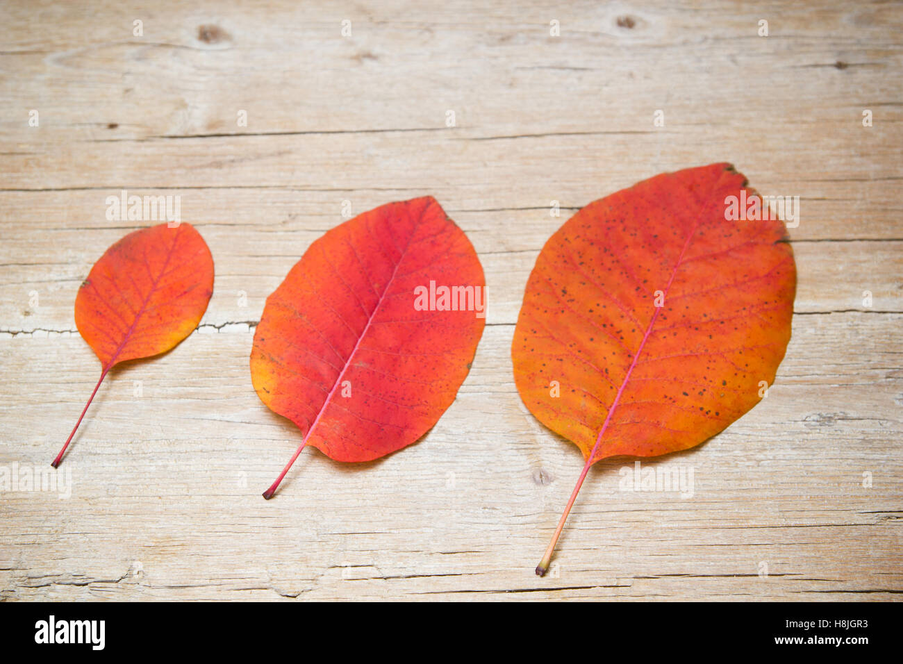 Colorato Foglie di autunno su sfondo di legno Foto Stock