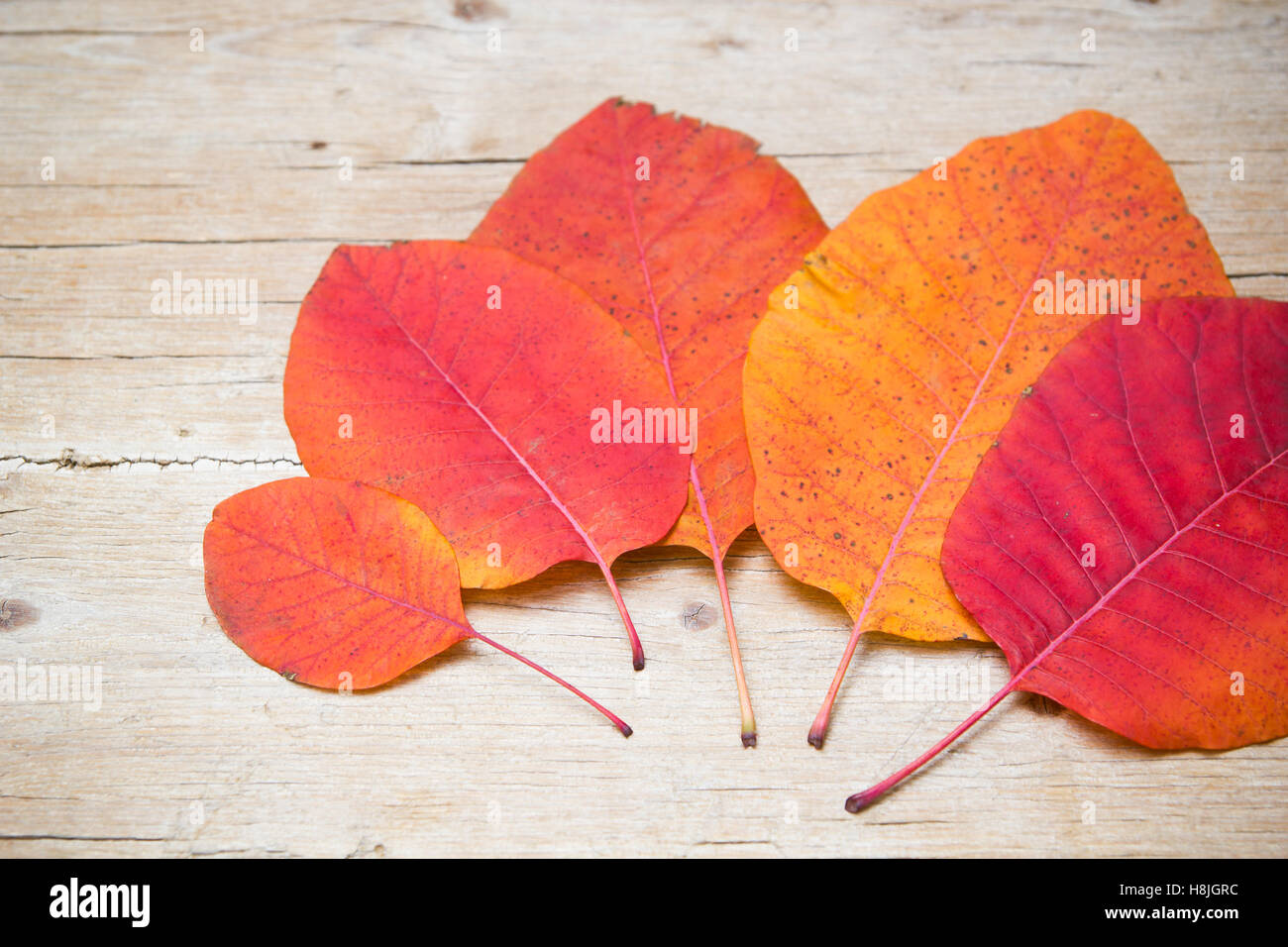 Colorato Foglie di autunno su sfondo di legno Foto Stock