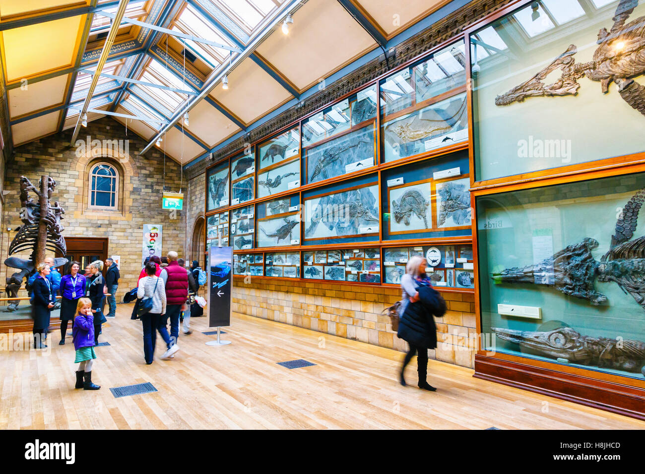 Museo di Storia Naturale. London, England, Regno Unito, Europa. Foto Stock