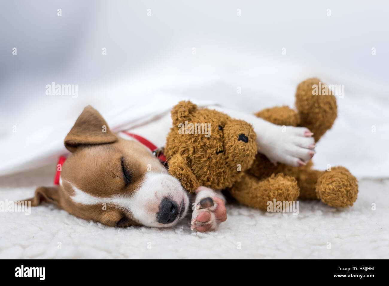 Jack Russel cucciolo sul tappeto bianco Foto Stock