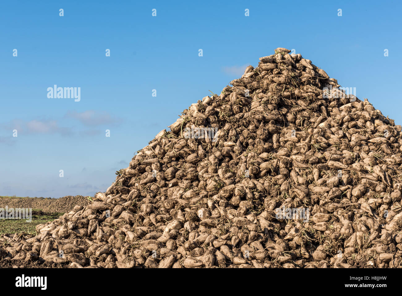 La barbabietola da zucchero Cumulo sul campo di autunno Foto Stock