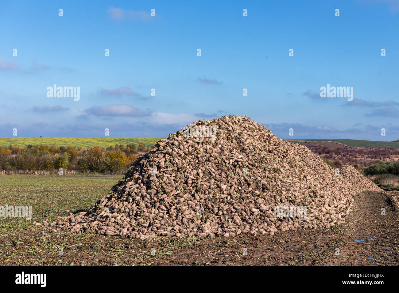 La barbabietola da zucchero Cumulo sul campo di autunno Foto Stock