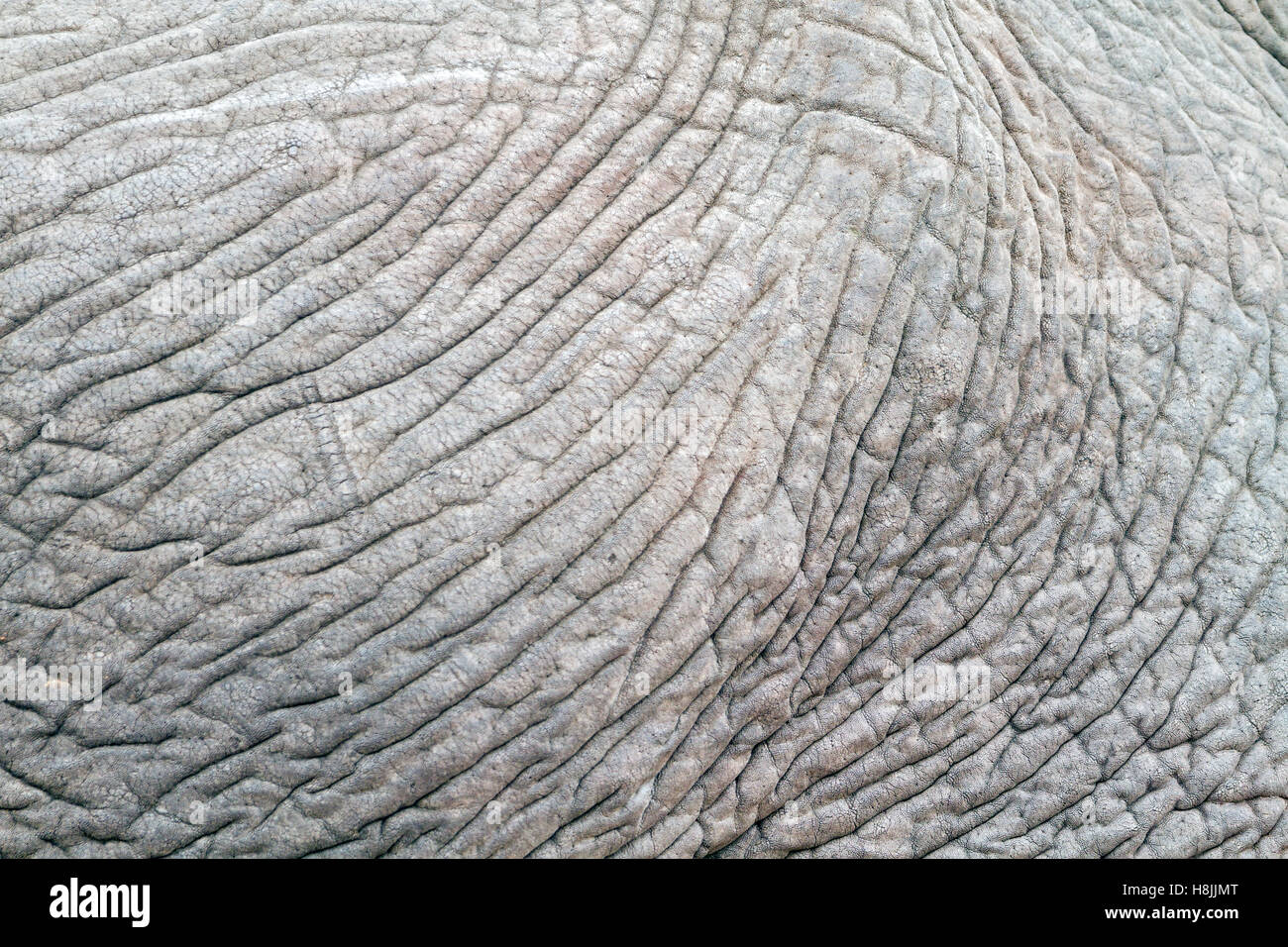 Close-up della pelle rugosa di un elefante africano (Loxodonta africana) rivelando dettagli astratta, modelli e texture Foto Stock