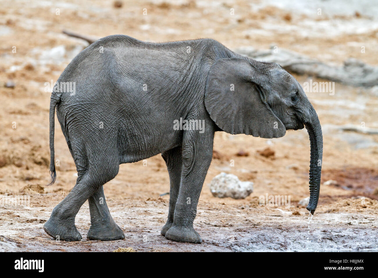 Parte di una serie di immagini che documentano le complesse interazioni sociali dell'elefante africano si radunano per bere. Foto Stock