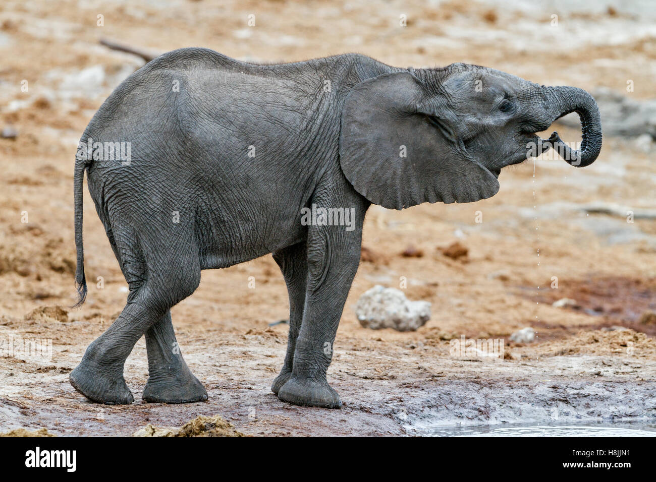 Parte di una serie di immagini che documentano le complesse interazioni sociali dell'elefante africano si radunano per bere. Foto Stock