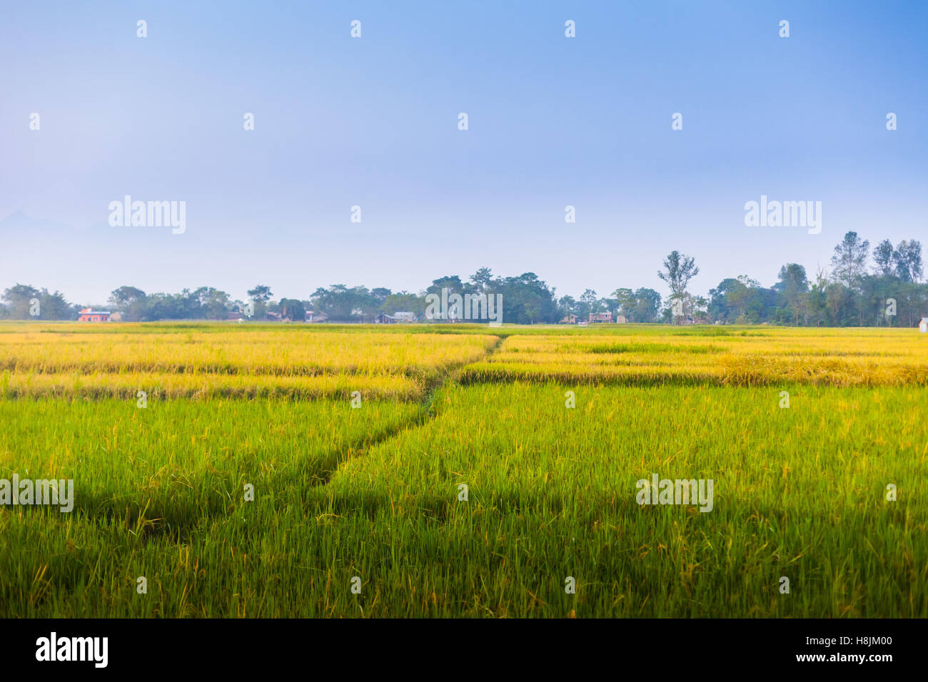 I campi di riso in chitwan, Nepal Foto Stock
