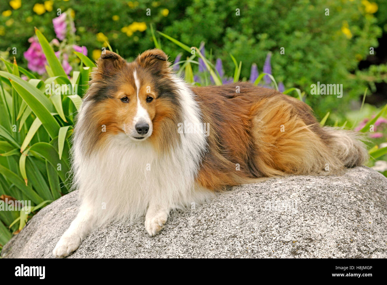 Shetland Sheepdog su roccia nel giardino, ritratto Foto Stock