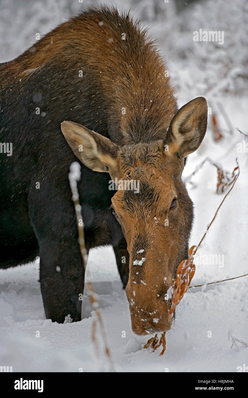 Moose mucca avanzamento sul fuoco di piante infestanti nella neve profonda. Foto Stock