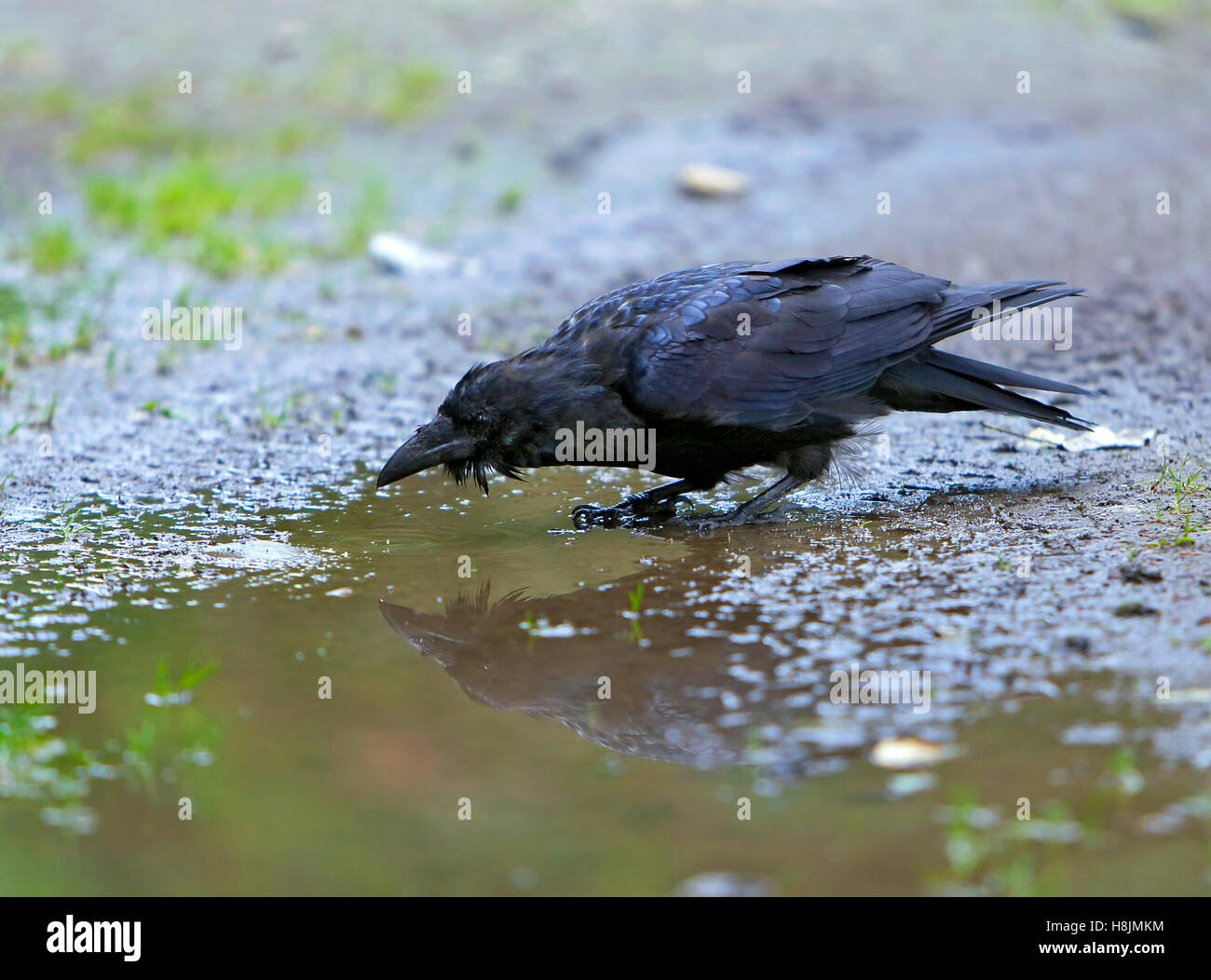 Giovani Raven acqua potabile al di fuori della racchetta Foto Stock