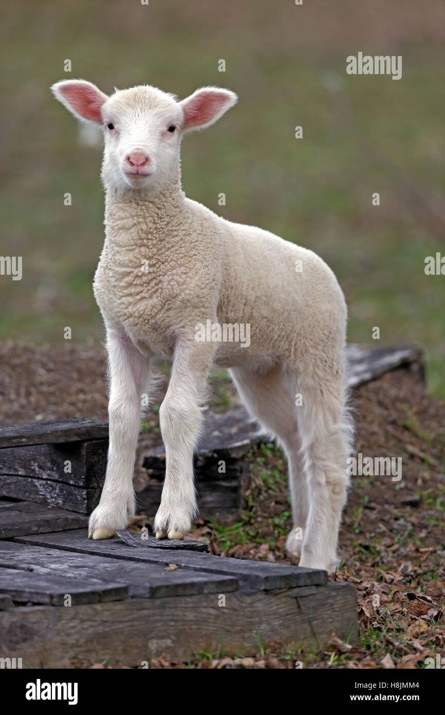 Carino qualche mese fa agnello in piedi sul pascolo, guardando Foto Stock