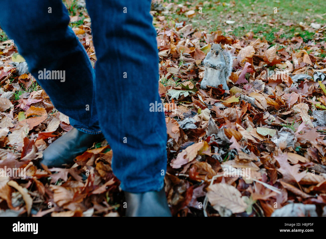 Uno scoiattolo grigio sorge alle spalle di un uomo per le gambe tra le foglie di autunno Foto Stock