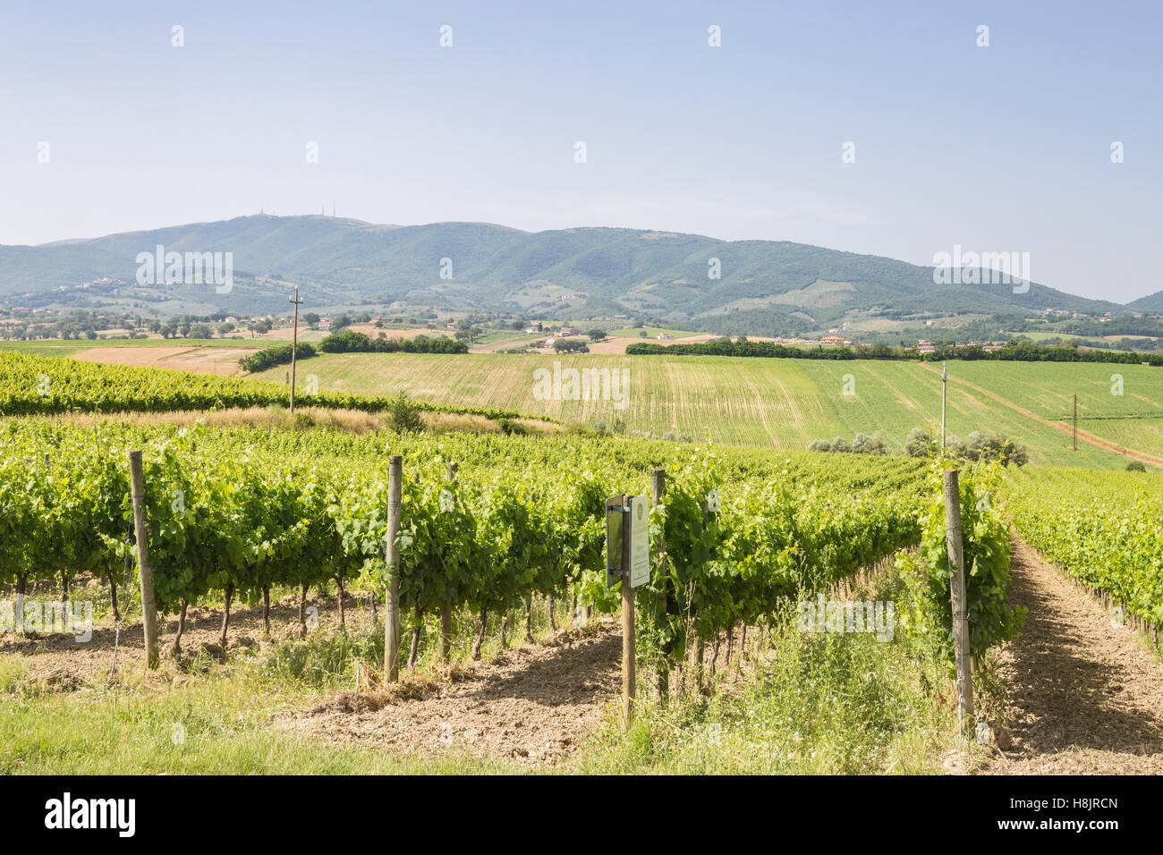 Vigneti vicino a Montefalco in Val di Spoleto, umbria. È noto per il suo vino rosso del Sagrantino. Foto Stock