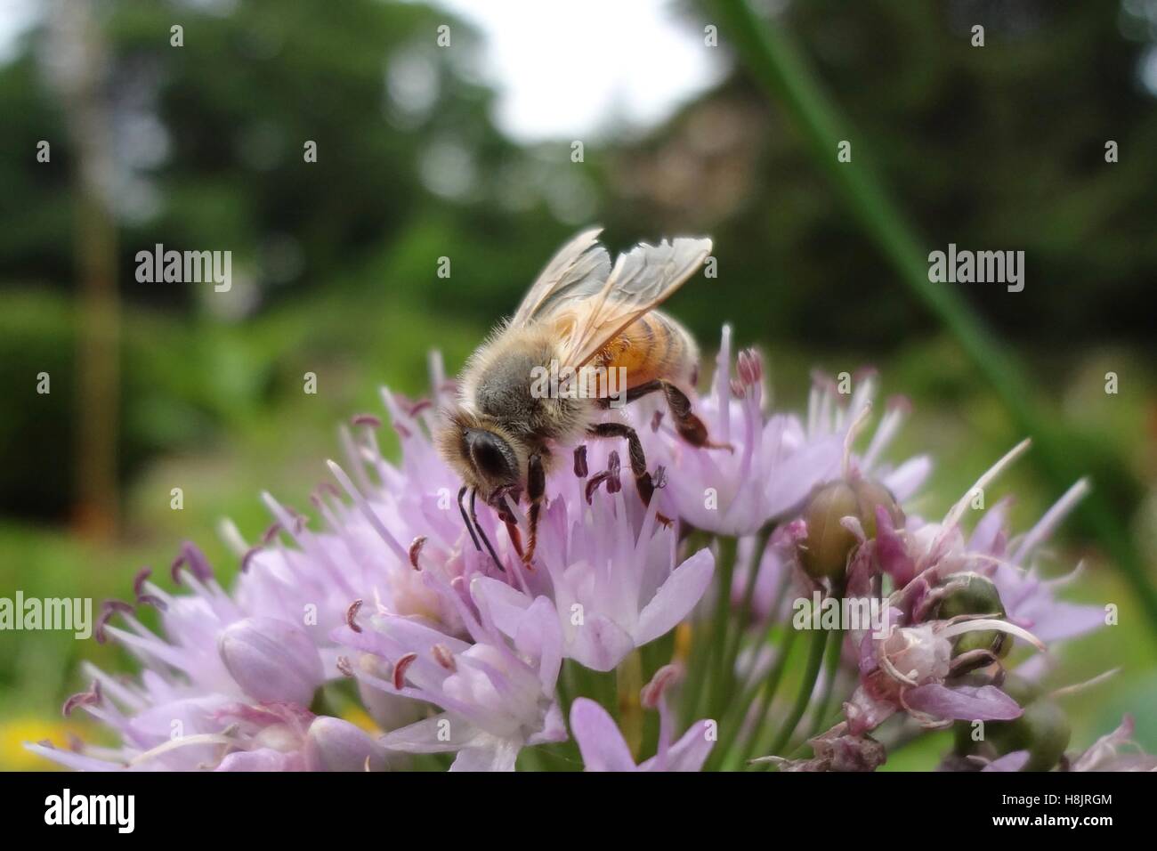 Il miele delle api (Apis sp.) su Allium fiore Foto Stock