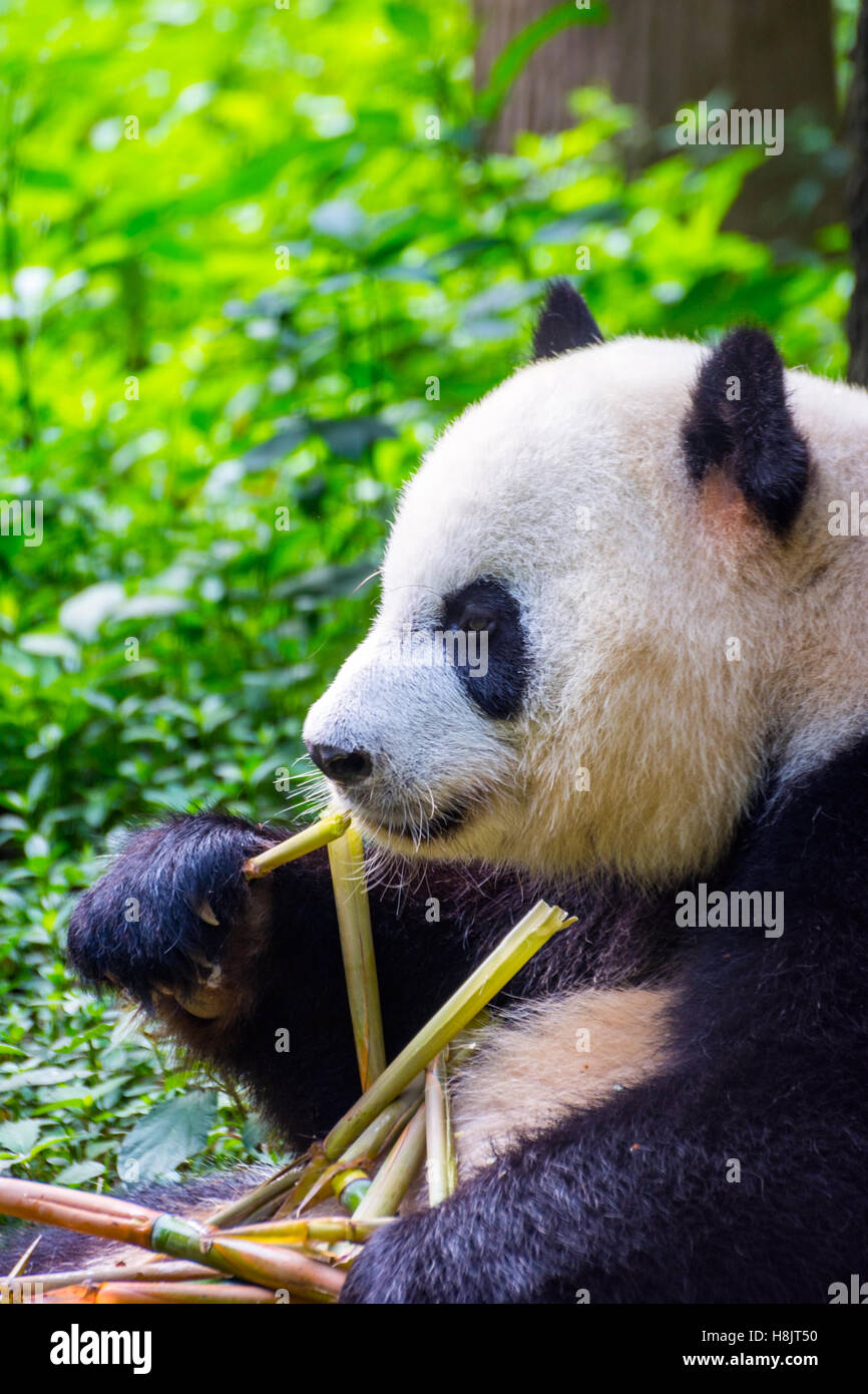 Panda gigante orso (Ailuropoda melanoleuca) sedersi e mangiare bambù fresco Foto Stock