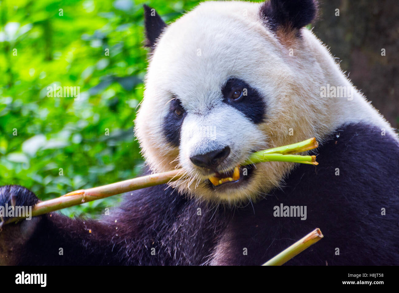 Panda gigante orso (Ailuropoda melanoleuca) sedersi e mangiare bambù fresco Foto Stock