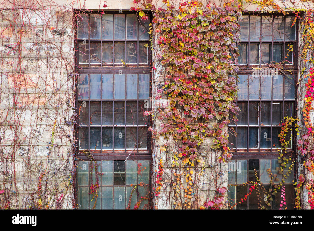 Industriale abbandonato edificio coperte di vigneti colorati Foto Stock
