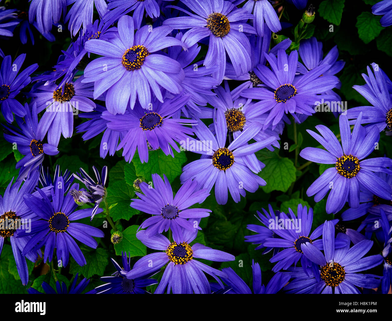 Close up Senetti (Blue Sky) fiori. Foto Stock