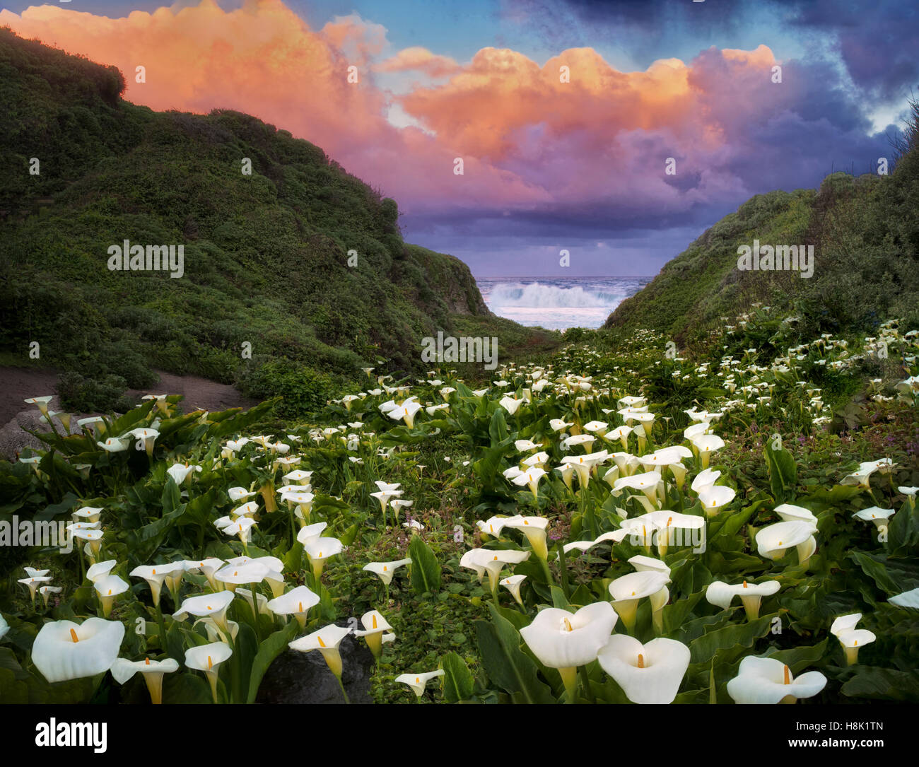 Calla lillies e nuvole di sunrise. Garrapata State Park, California Foto Stock
