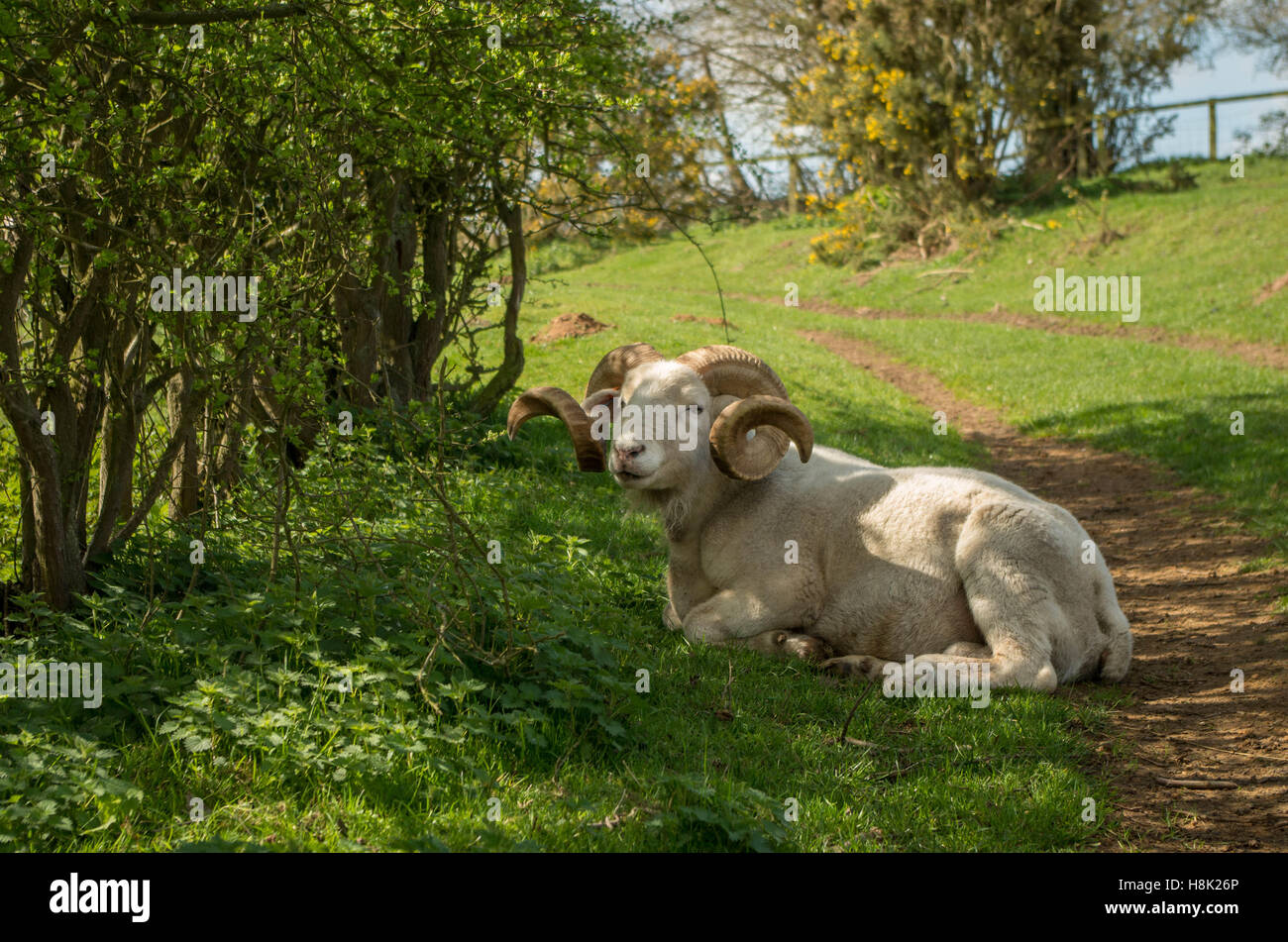 Una foto di una singola bianco di pecora o di ram con lunghe corna ricci Foto Stock
