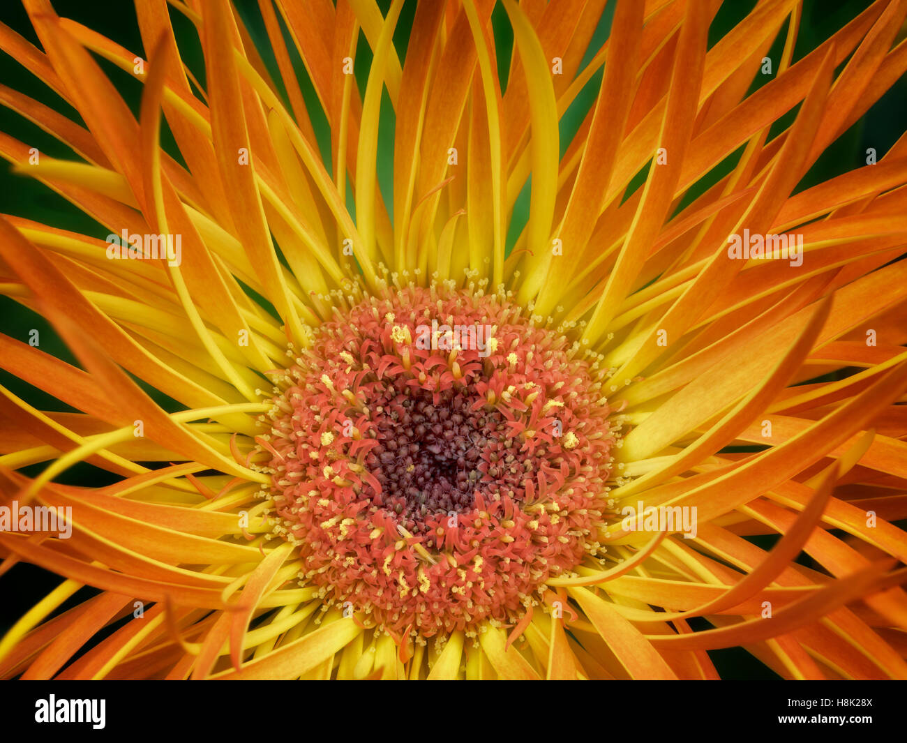 Close up di Aster fiore. Oregon Foto Stock
