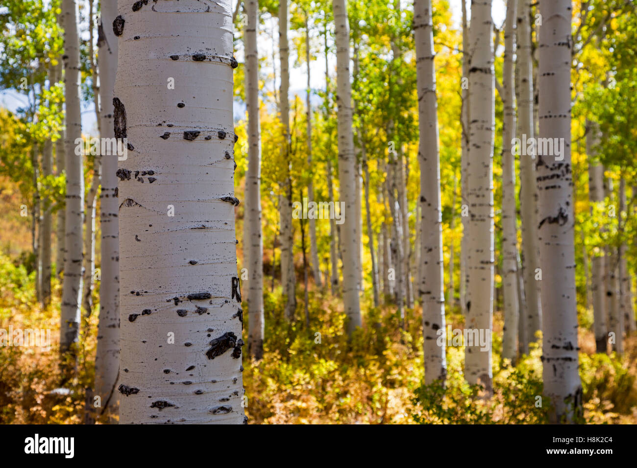 Steamboat Springs, Colorado - vacilla aspen (Populus tremuloides) in autunno a fangoso passano sulla Divisione Continentale. Foto Stock
