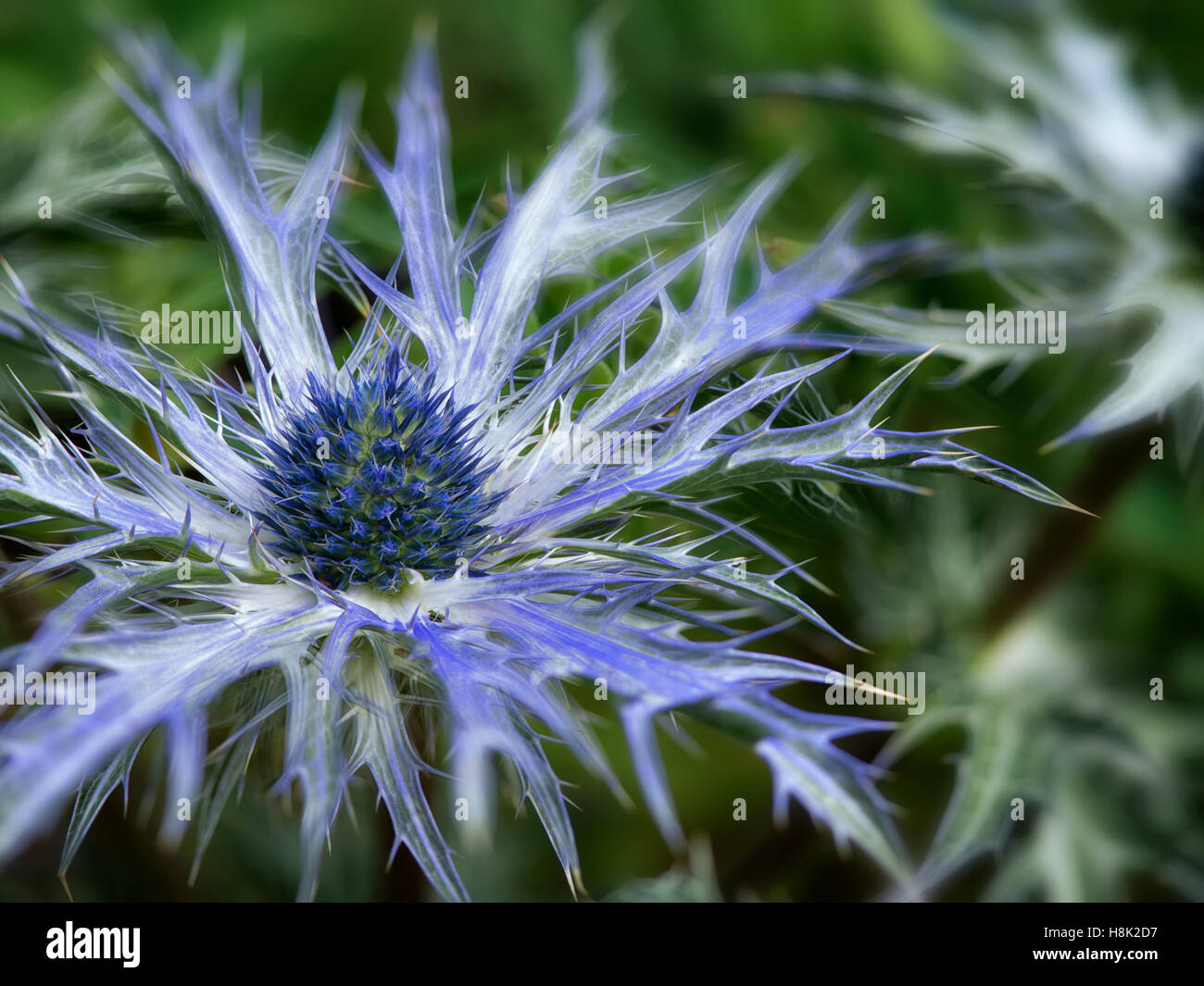 Close up Eryngium, Big Blue. Oregon Foto Stock
