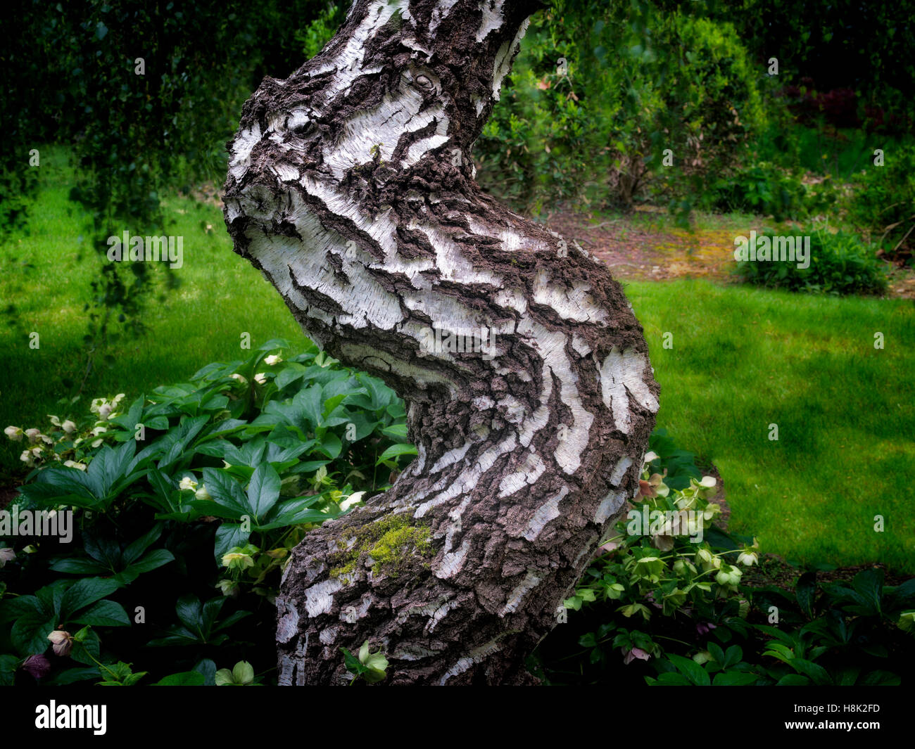 Alder tronco di albero. Oregon Foto Stock
