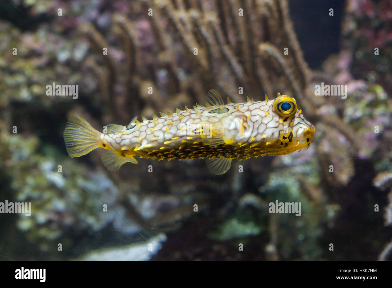 Striping (burrfish Chilomycterus schoepfi), noto anche come il boxfish spinoso. Foto Stock