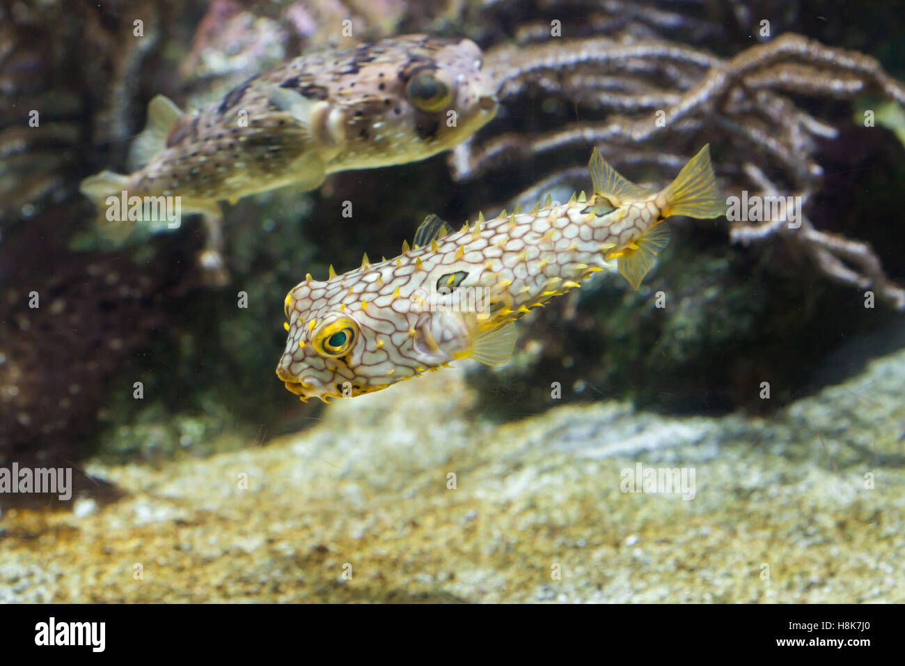 Striping (burrfish Chilomycterus schoepfi), noto anche come il boxfish spinoso, e longspined porcupinefish (Diodon holocanthus), noto anche come freckled porcupinefish. Foto Stock