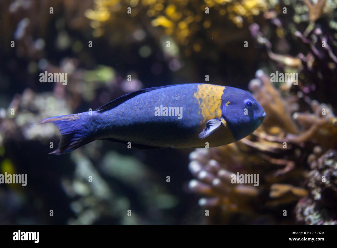 Sella (wrasse Thalassoma duperrey). Pesci marini. Foto Stock