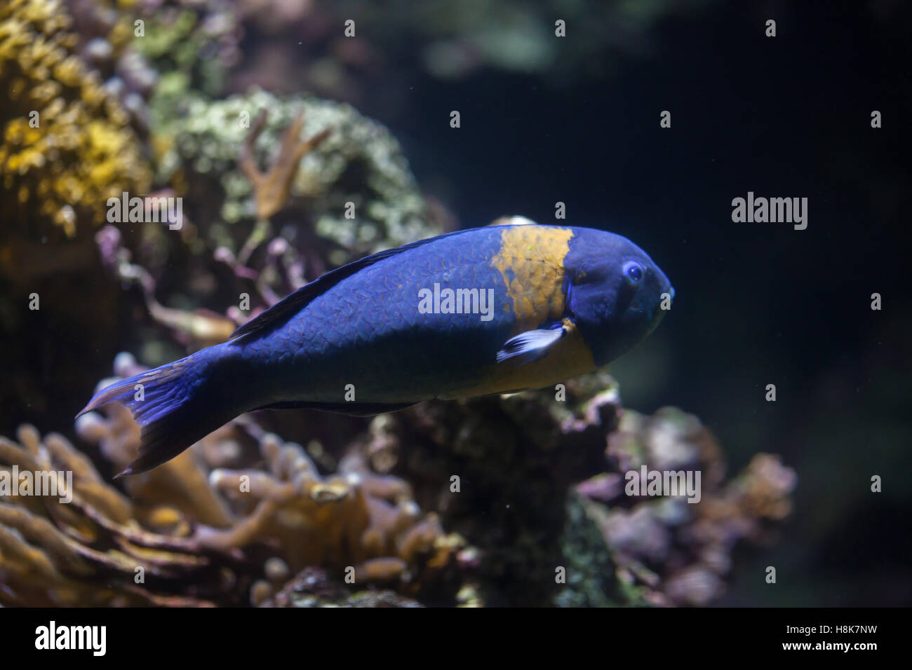 Sella (wrasse Thalassoma duperrey). Pesci marini. Foto Stock