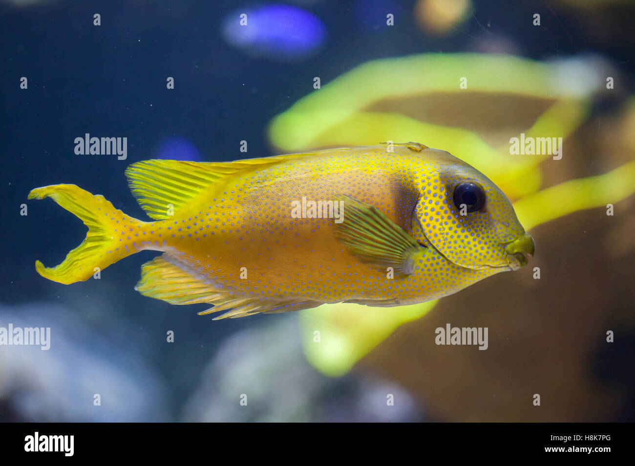 Blu-spotted spinefoot (Siganus corallinus), noto anche come il corallo rabbitfish. Foto Stock