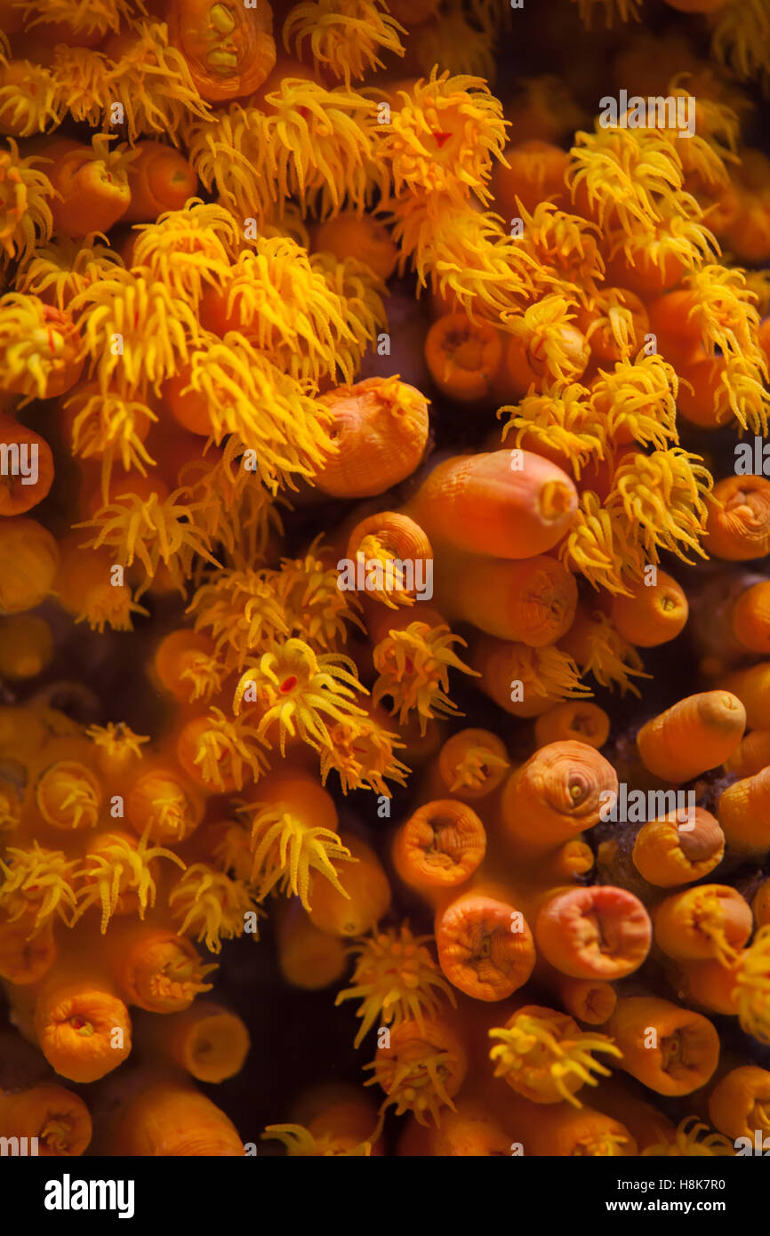 Orange cup coral (Tubastraea coccinea). Foto Stock