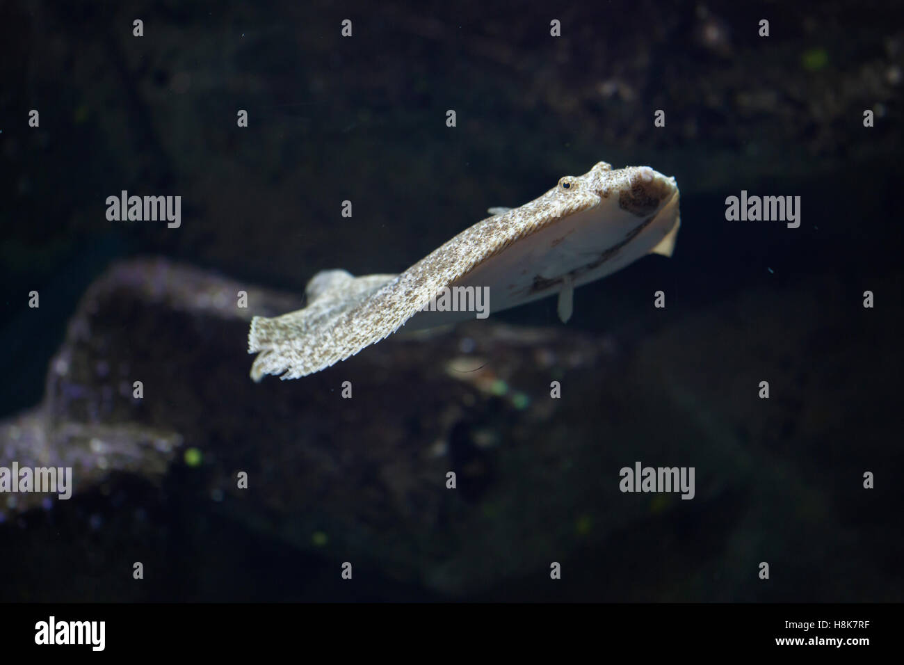 Il rombo chiodato (Scophthalmus maximus). Pesci marini. Foto Stock