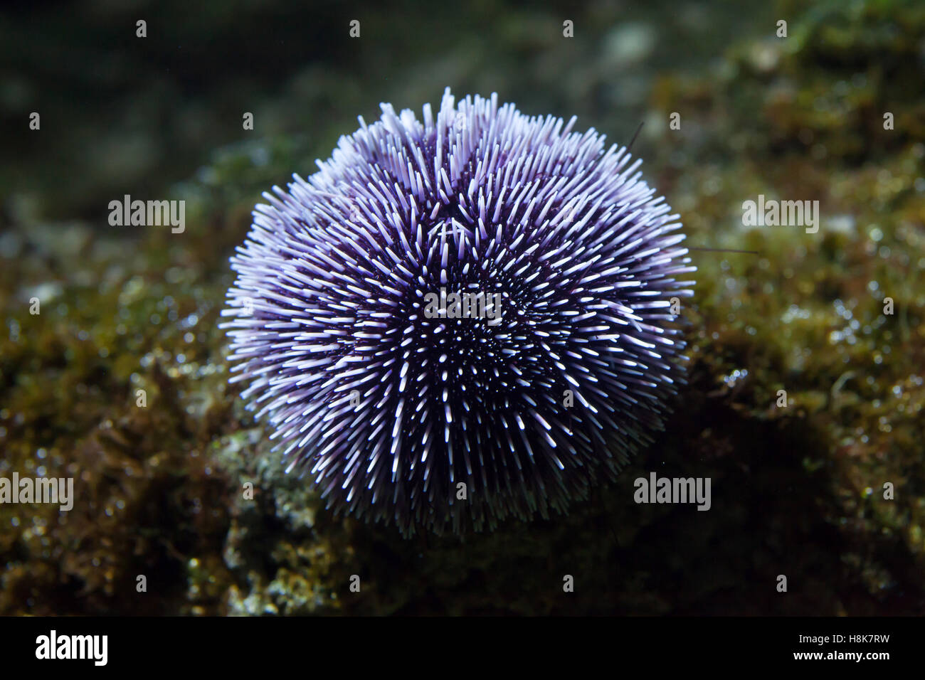 Commestibile europea dei ricci di mare (Echinus esculentus), noto anche come il comune dei ricci di mare. Foto Stock