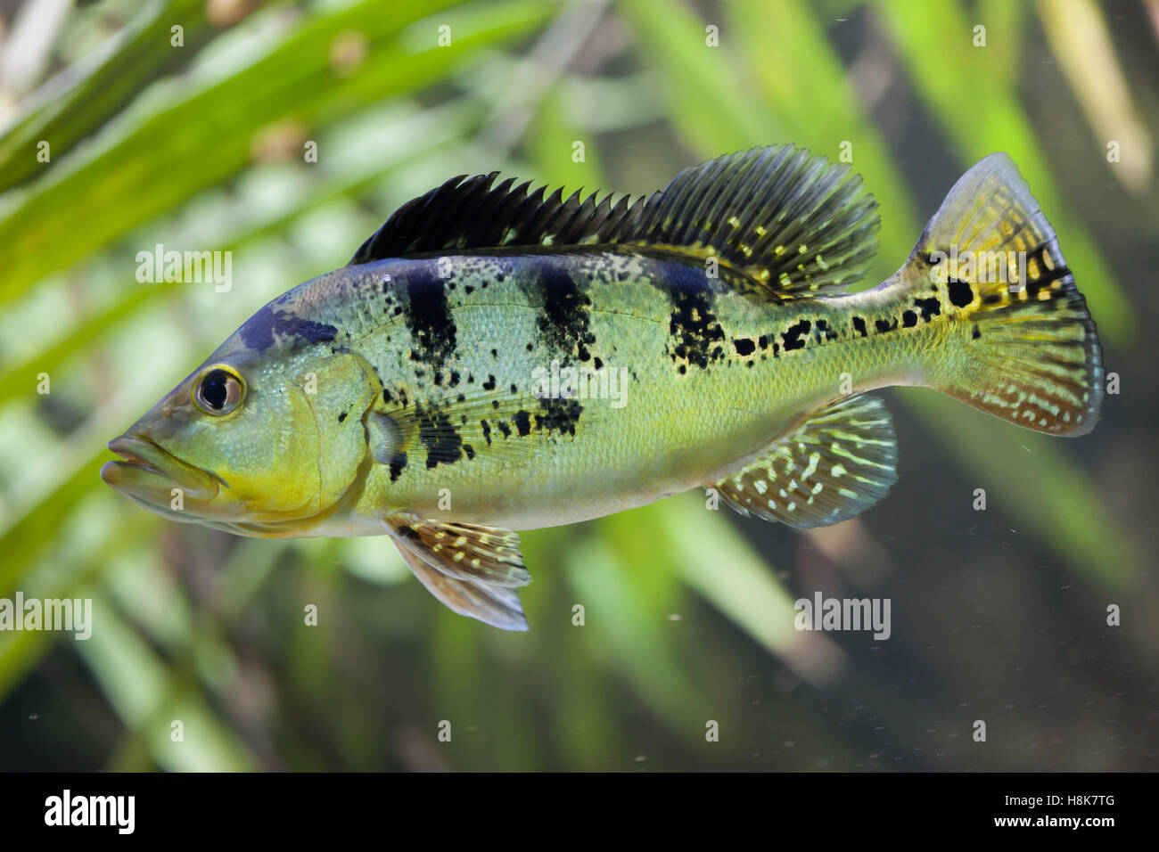 Butterfly peacock bass (Cichla ocellaris). Foto Stock
