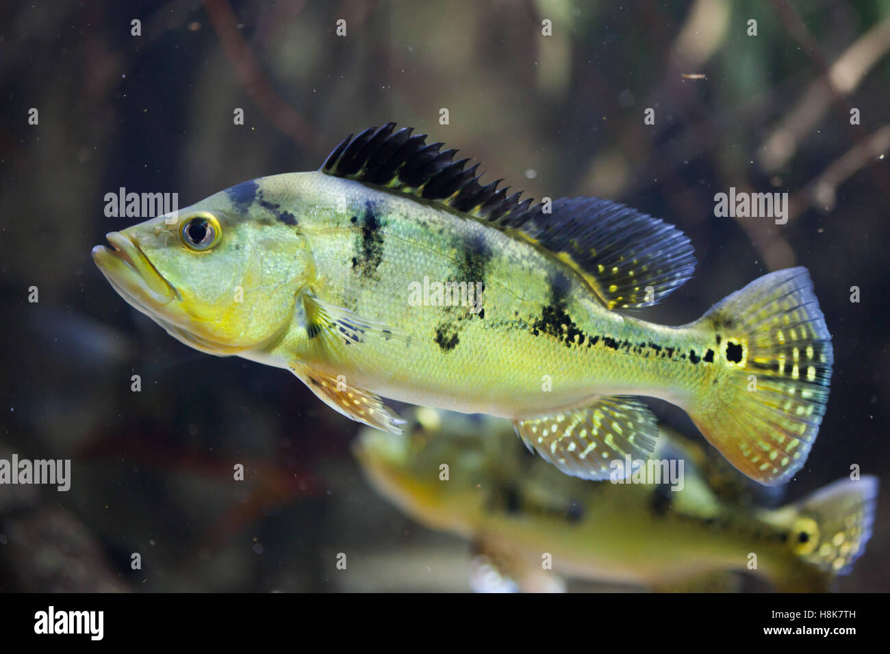 Butterfly peacock bass (Cichla ocellaris). Foto Stock