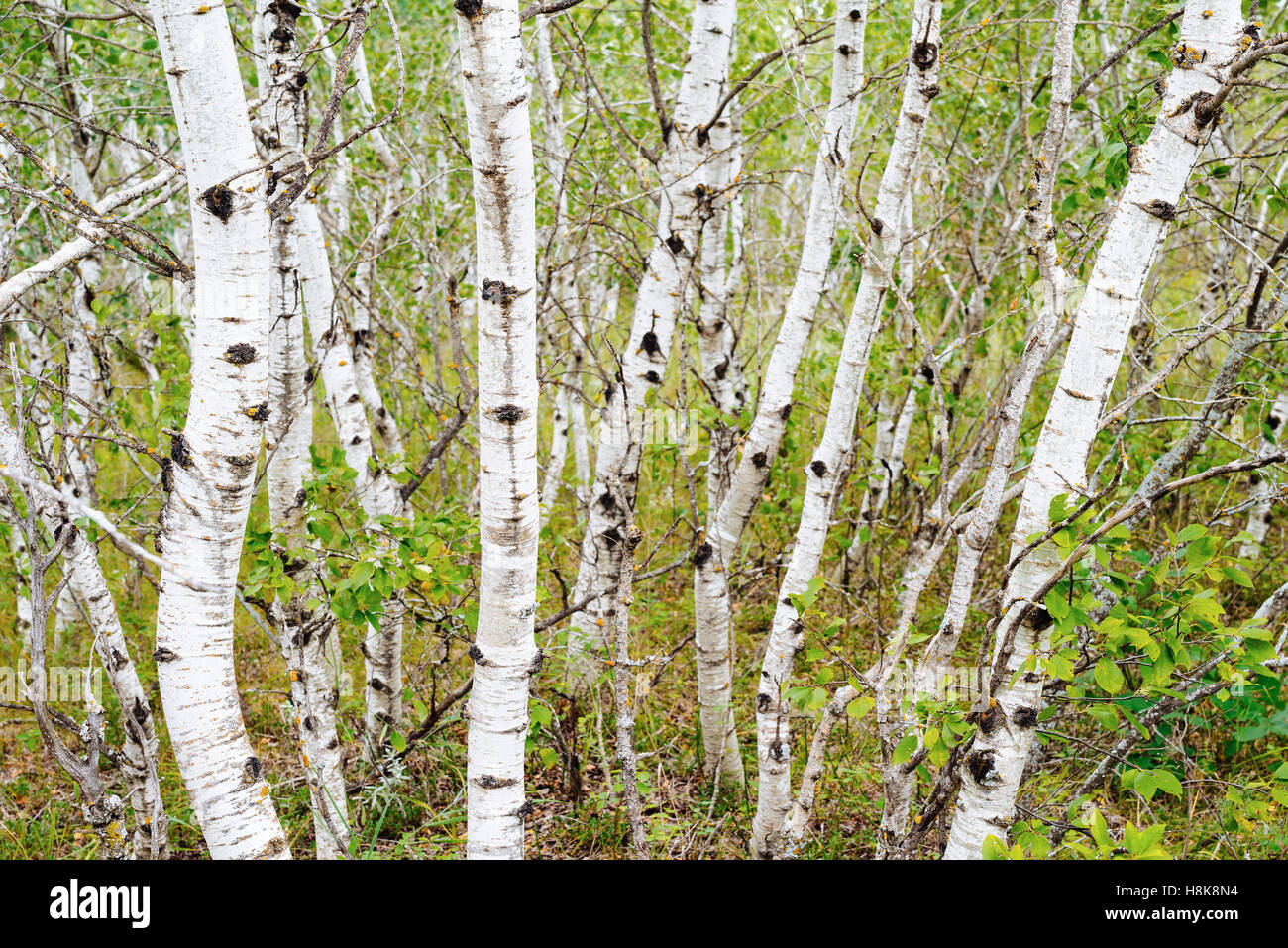 White paper di betulle (Betula papyrifera) in boschi di abete rosso Parco Provinciale, Manitoba, Canada Foto Stock