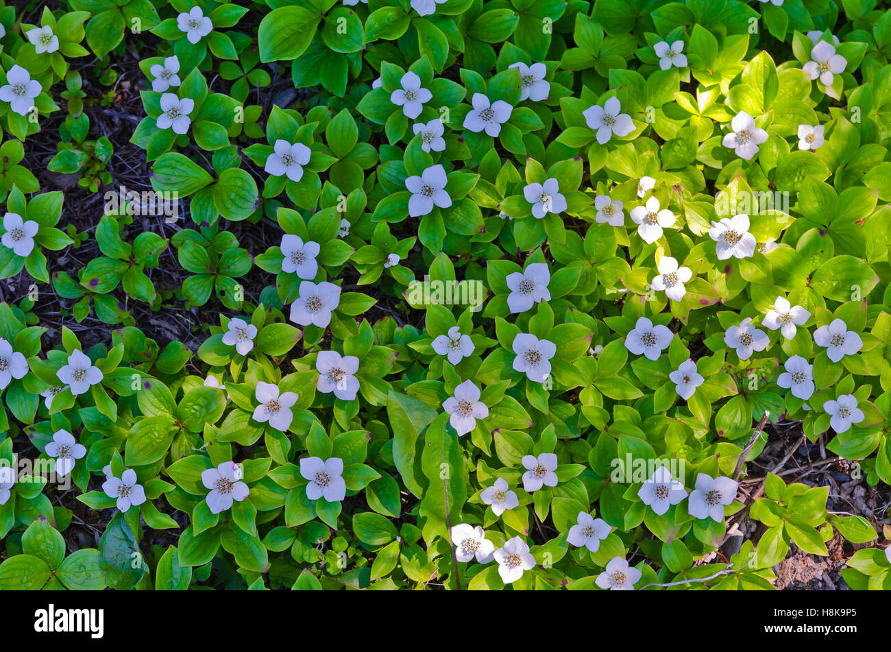 Blu Iris Sibirica in piena fioritura nelle acque di Terranova, del Canada Foto Stock