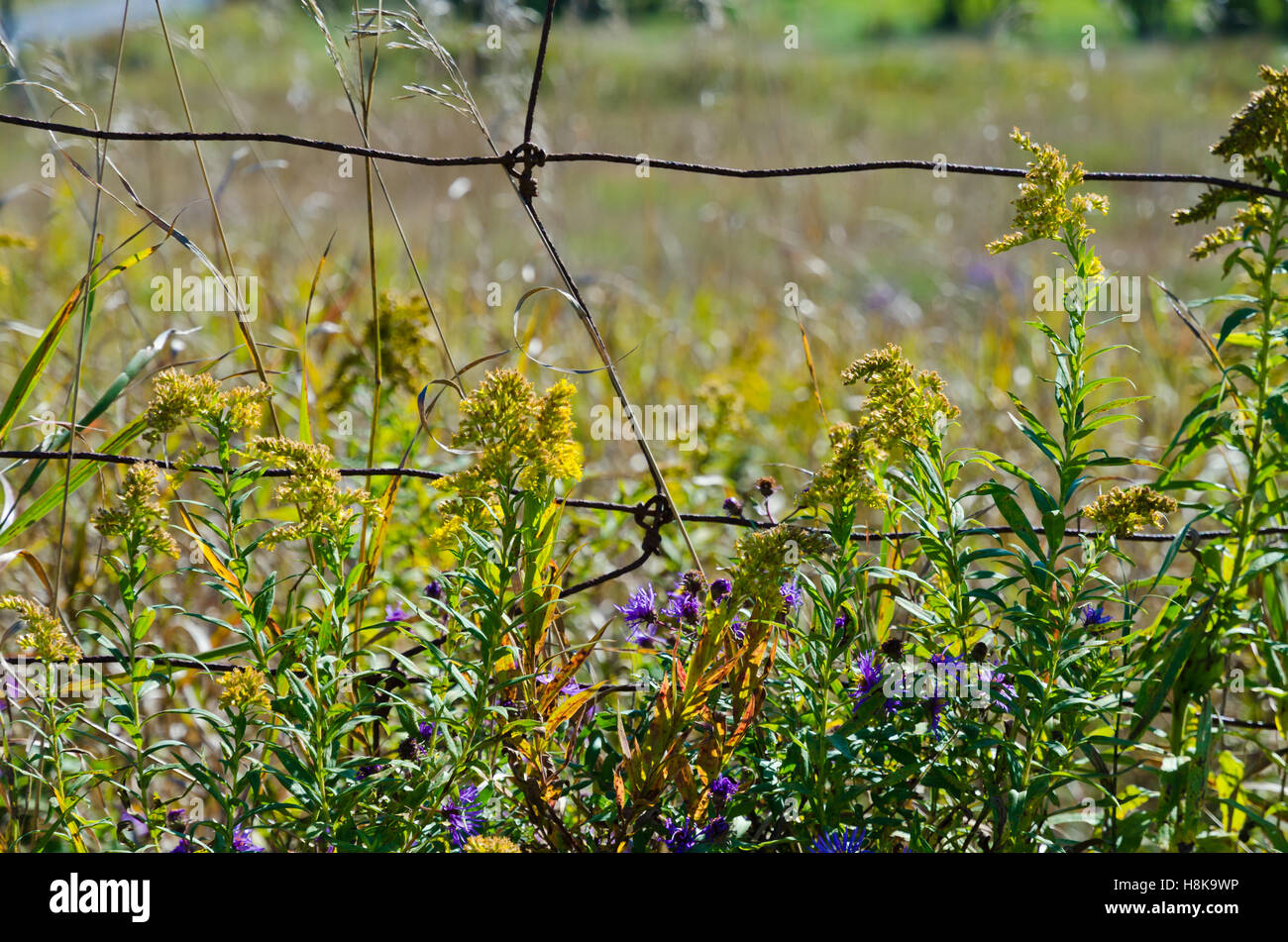 Campo agricolo dietro il recinto di filo al giorno di estate Foto Stock